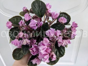Фиалка Nosegay Pink